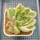 Echeveria Agavoides 'Amestro' Variegated 2"-3" Succulent Plant Cutting