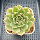 Echeveria Agavoides 'Amestro' Variegated 2"-3" Succulent Plant Cutting