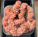 Echeveria 'Onyx' Crested Cluster 5"-6" Succulent Plant Cutting