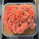 Echeveria sp. Crested Cluster 5"-6" Succulent Plant Cutting