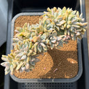 Graptosedum 'Ghosty' Crested Cluster 6" Succulent Plant Cutting