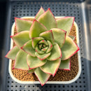 Echeveria Agavoides 'Marilyn' Variegated 3" Succulent Plant Cutting