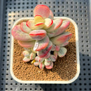 Cotyledon 'Orbiculata' Variegated 2"-3" Succulent Plant Cutting