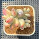 Cotyledon 'Orbiculata' Variegated 2"-3" Succulent Plant Cutting
