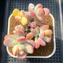 Cotyledon 'Orbiculata' Variegated 2"-3" Succulent Plant Cutting