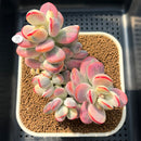 Cotyledon 'Orbiculata' Variegated 2"-3" Succulent Plant Cutting
