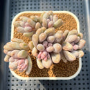 Pachyphytum 'Brachetti' 3" Succulent Plant Cutting