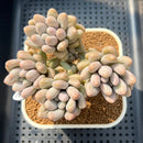 Pachyphytum 'Brachetti' 3" Succulent Plant Cutting