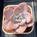 Pachyphytum 'Pink Frevel' 3" Succulent Plant Cutting