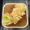 Echeveria 'Peach Pride' Crested 3" Succulent Plant Cutting