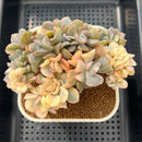 Echeveria 'Cubic Frost' Variegated Crested 2"-3" Succulent Plant Cutting