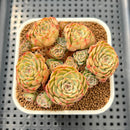 Echeveria 'Sugar Baby' 3" Succulent Plant Cutting