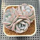 Echeveria 'Snow Lotus' 2"-3" New Hybrid Succulent Plant Cutting