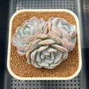 Echeveria 'Snow Lotus' 2"-3" New Hybrid Succulent Plant Cutting