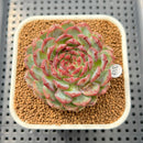 Echeveria 'Secret Love' 2" Succulent Plant Cutting