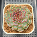 Echeveria 'Secret Love' 2" Succulent Plant Cutting