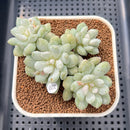 Echeveria 'Japanese Rusby' Variegated 3" Succulent Plant Cutting