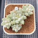 Echeveria 'Japanese Rusby' Variegated 3" Succulent Plant Cutting