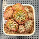 Echeveria 'Sugar Baby' 3" Succulent Plant Cutting