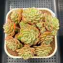 Echeveria 'Sugar Baby' 3" Succulent Plant Cutting