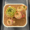 Echeveria 'Pyrensis' 3" Succulent Plant Cutting
