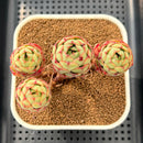 Echeveria 'Pyrensis' 3" Succulent Plant Cutting