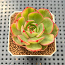 Echeveria 'Salu' Variegated 2" Succulent Plant Cutting