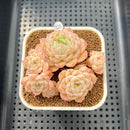 Echeveria 'Momomaru' 2" New Hybrid Succulent Plant Cutting