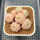 Echeveria 'Momomaru' 2" New Hybrid Succulent Plant Cutting