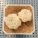 Echeveria 'Momomaru' 2" New Hybrid Succulent Plant Cutting