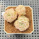 Echeveria 'Momomaru' 2" New Hybrid Succulent Plant Cutting