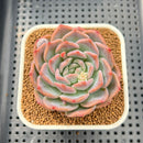Echeveria 'Pumpkin' 2"-3" Succulent Plant Cutting