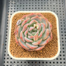 Echeveria 'Pumpkin' 2"-3" Succulent Plant Cutting