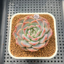 Echeveria 'Pumpkin' 2"-3" Succulent Plant Cutting
