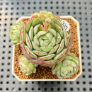 Echeveria 'Ravi Rose' ('Globulosa' Hybrid) 2" Succulent Plant Cutting