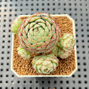 Echeveria 'Ravi Rose' ('Globulosa' Hybrid) 2" Succulent Plant Cutting