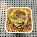 Echeveria 'Zestar' Crested 1" Succulent Plant Cutting