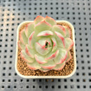 Echeveria 'Strawberry Cake' Variegated 2" Succulent Plant Cutting