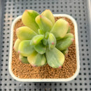 Pachyphytum 'Doctor Cornelius' Variegated 2"-3" Succulent Plant Cutting