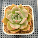 Echeveria 'Nutchi' Mutated 2"-3" Succulent Plant Cutting
