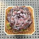 Echeveria 'Gemstone' 2" Succulent Plant Cutting