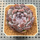 Echeveria 'Gemstone' 2" Succulent Plant Cutting