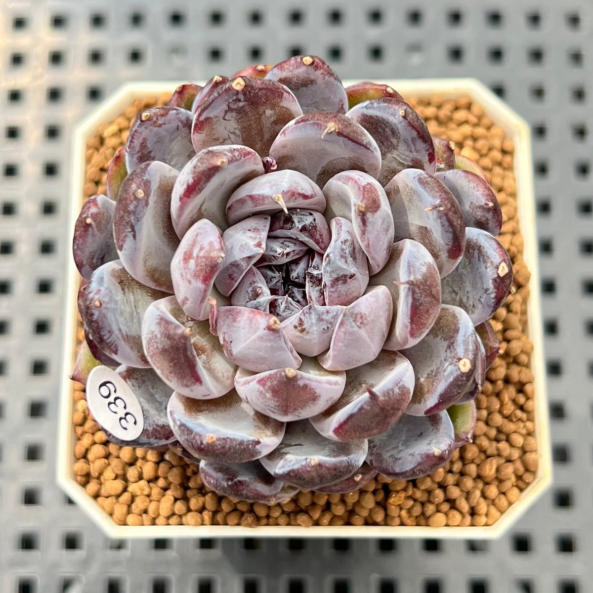 Echeveria 'Gemstone' 2" Succulent Plant Cutting