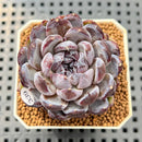 Echeveria 'Gemstone' 2" Succulent Plant Cutting