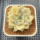 Echeveria 'Pink Erica' Variegated 2"-3" Succulent Plant Cutting