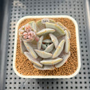 Echeveria 'Milk Purple' 2" Succulent Plant Cutting