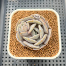 Echeveria 'Milk Purple' 2" Succulent Plant Cutting