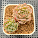 Echeveria 'Haemil' Variegated 2"-3" Succulent Plant Cutting