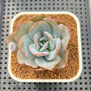Echeveria 'Brinks Blue' 2"-3" Succulent Plant Cutting