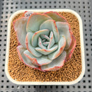 Echeveria 'Brinks Blue' 2"-3" Succulent Plant Cutting